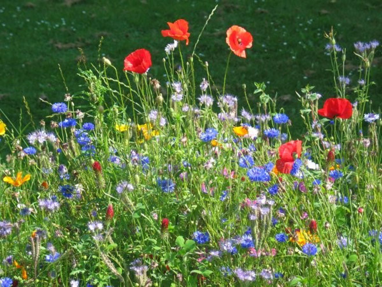 sommer